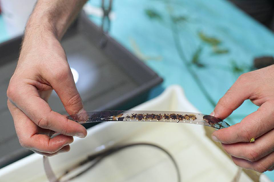 Baltic Analog Lab phytogramming